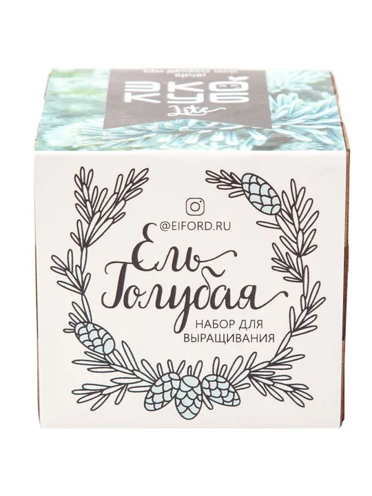 ель голубая